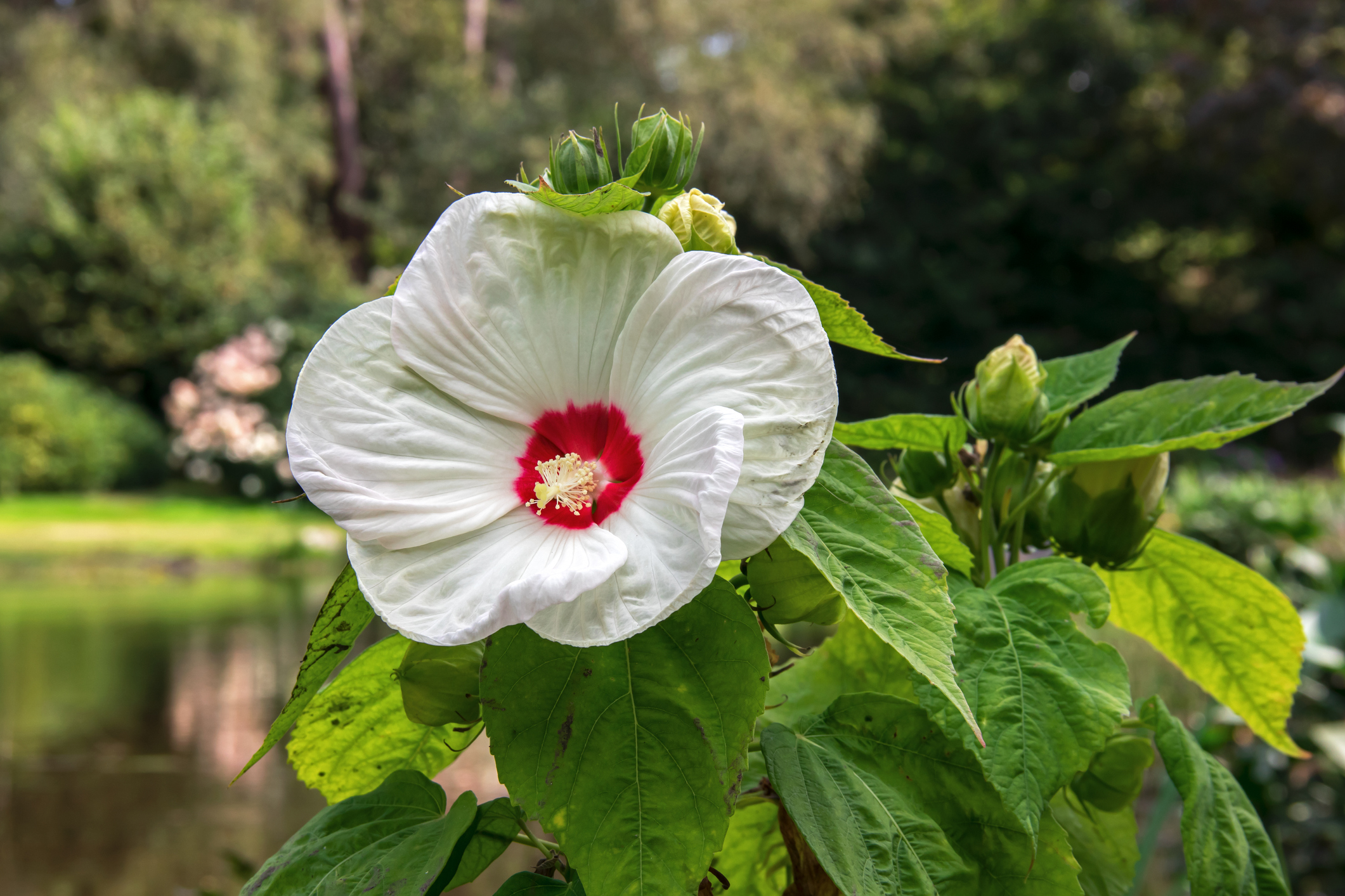 Suohibiskus (Hibiscus moscheutos)