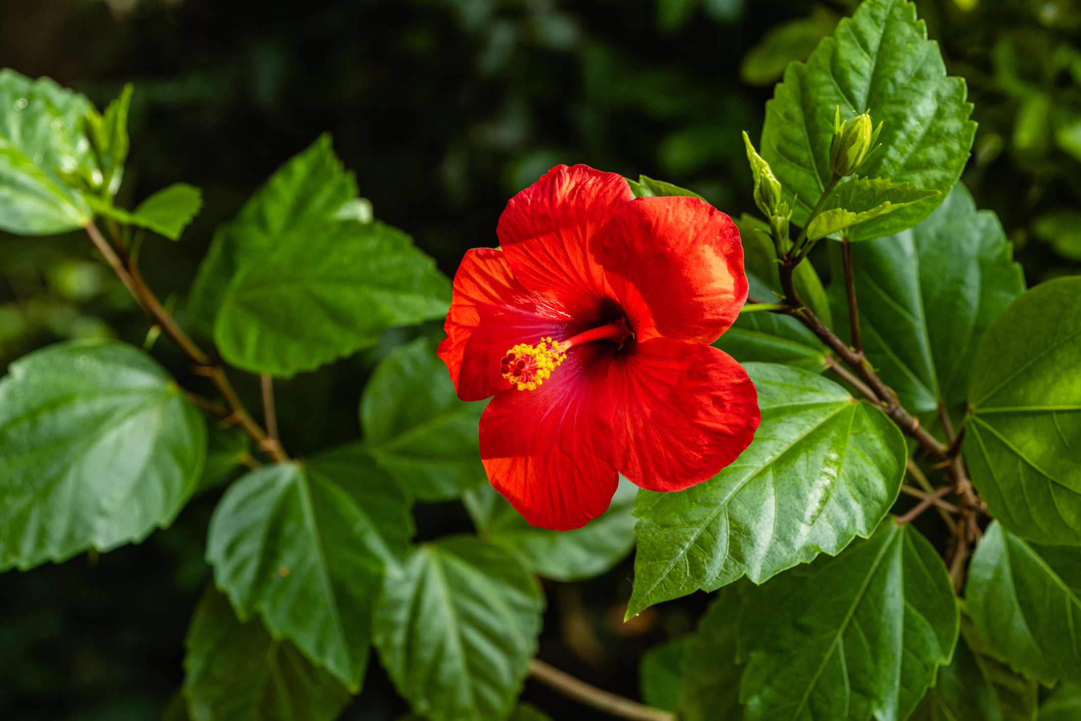 Hibiscus rosa-sinensis - kiinalainen ruusu