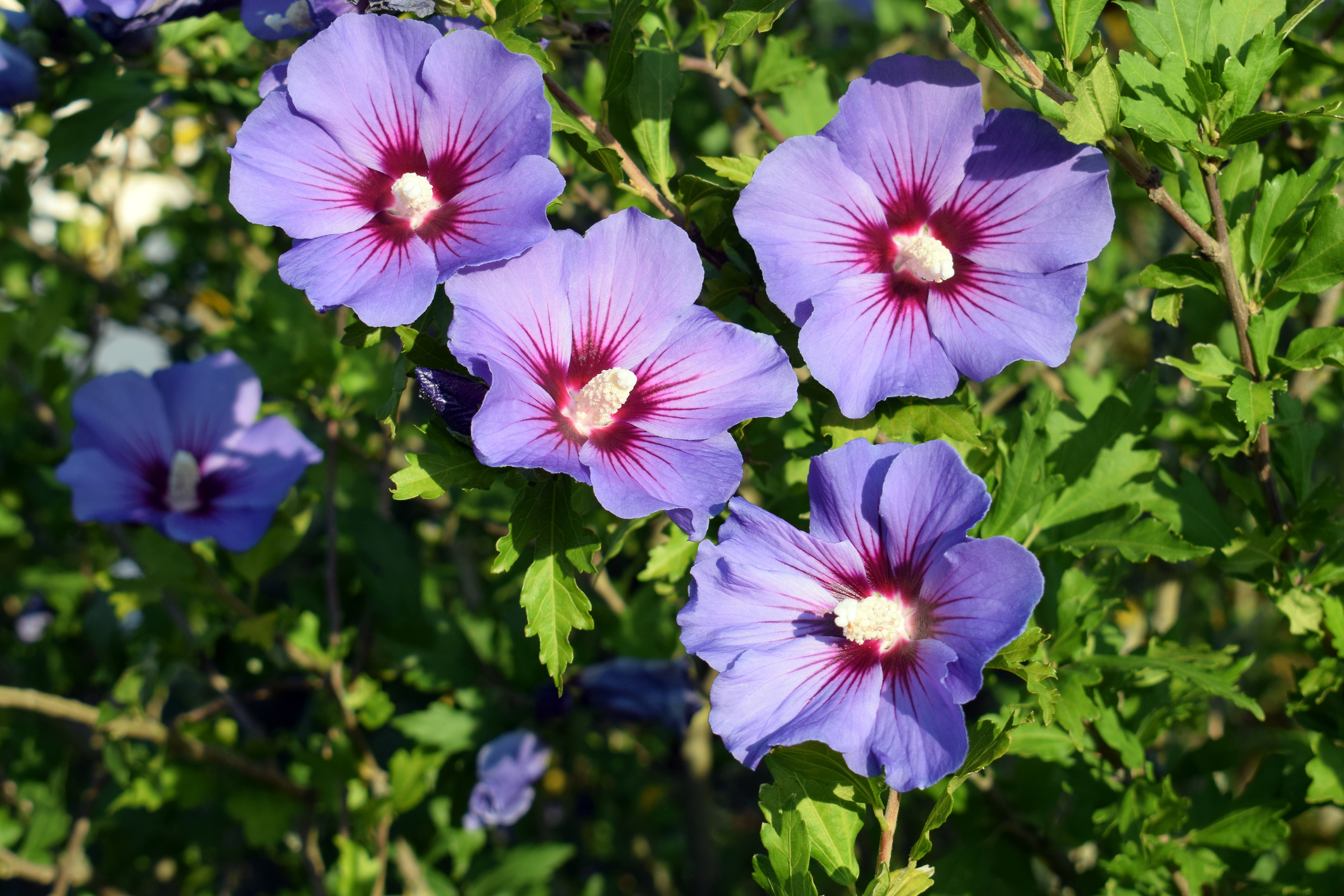 Syyrian hibiscus (Hibiscus syriacus)