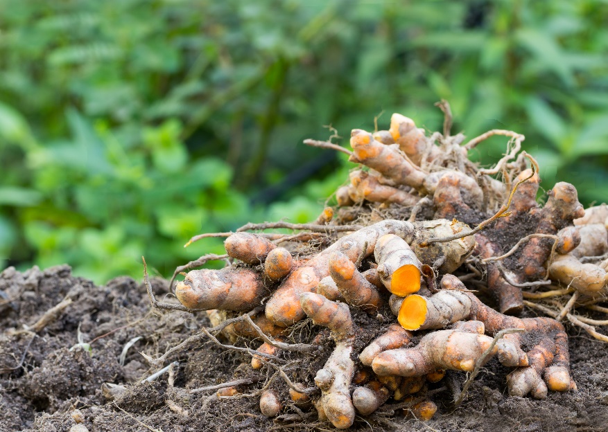 Curcuma longan (Curcuma longa) juurakot (juuret).