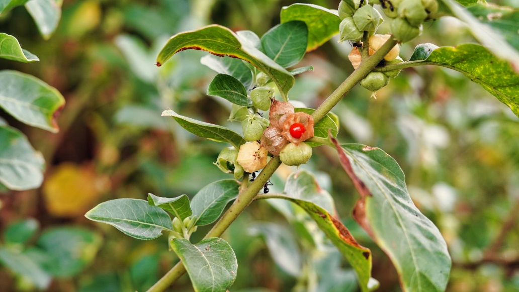 Ashwagandha kasvi luonnossa