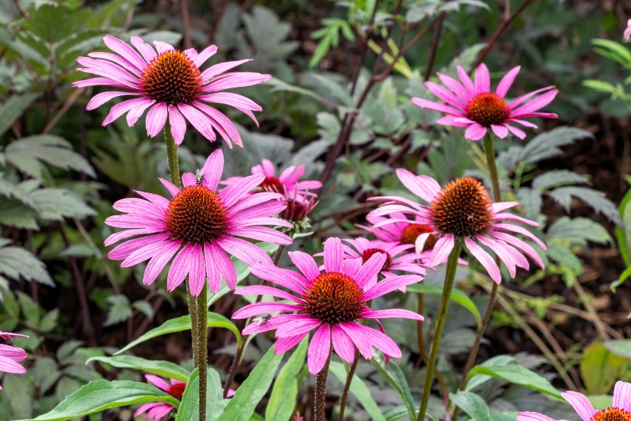 Kasvi Echinacea purpurea