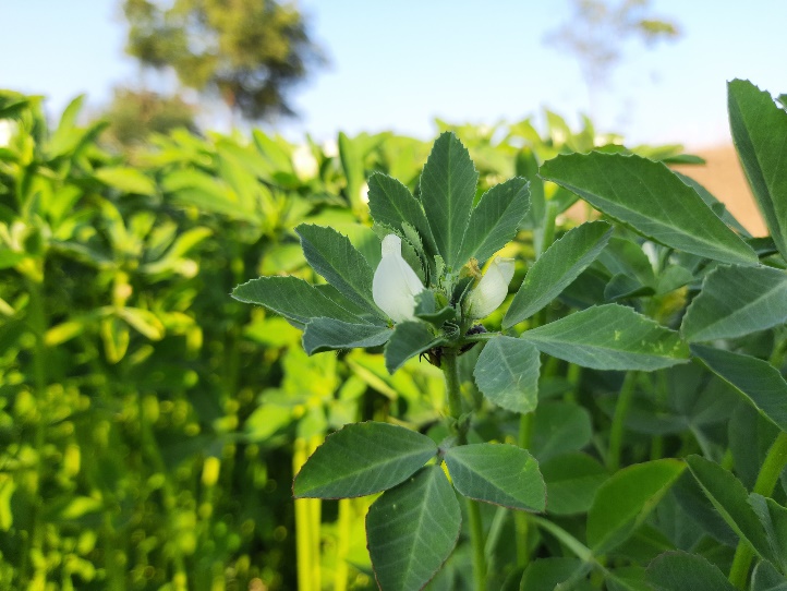 Luonnossa kasvava sarviapilayrtti (Trigonella Foenum Graecum).