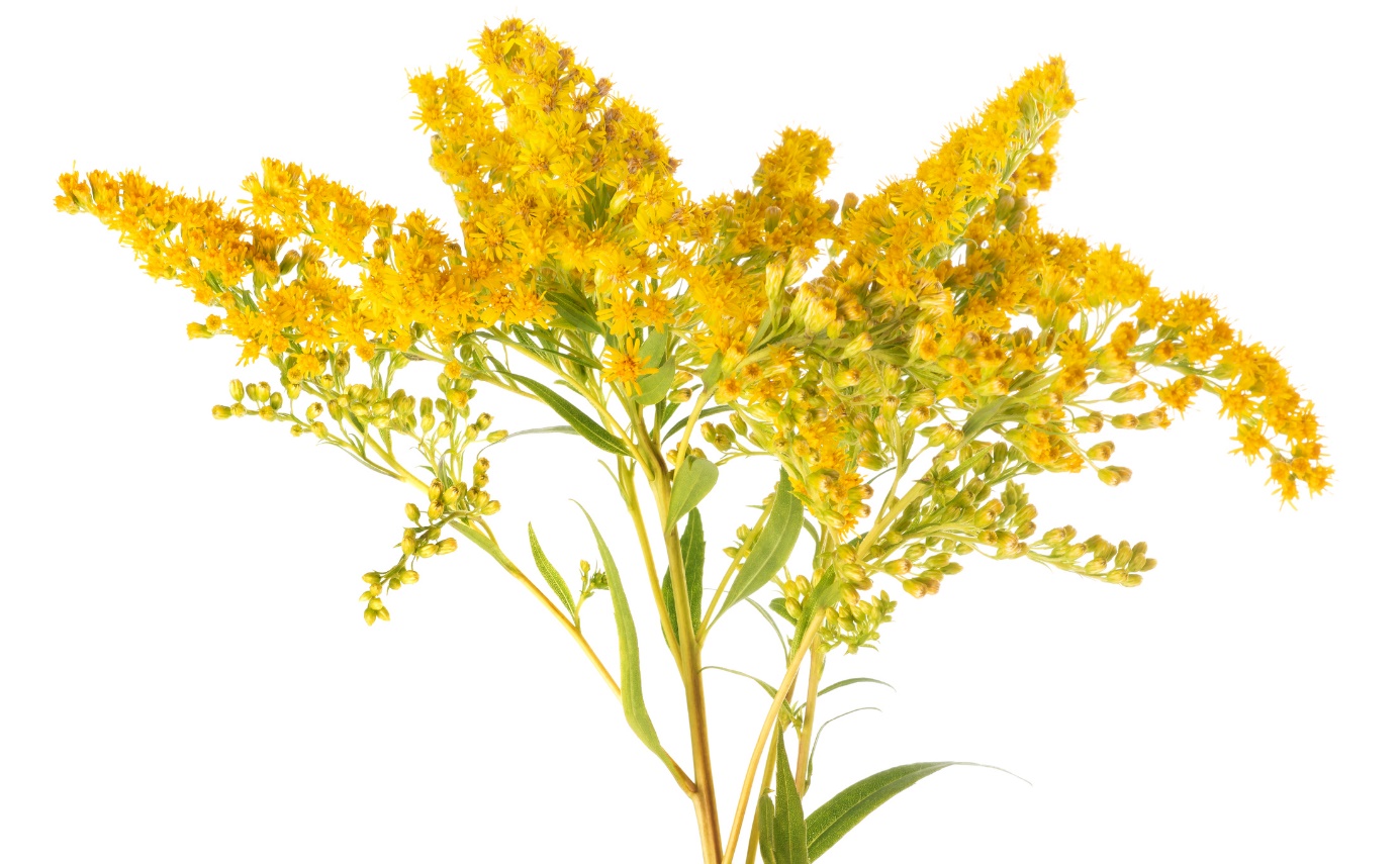 Solidago virgaurea - kultapiisku