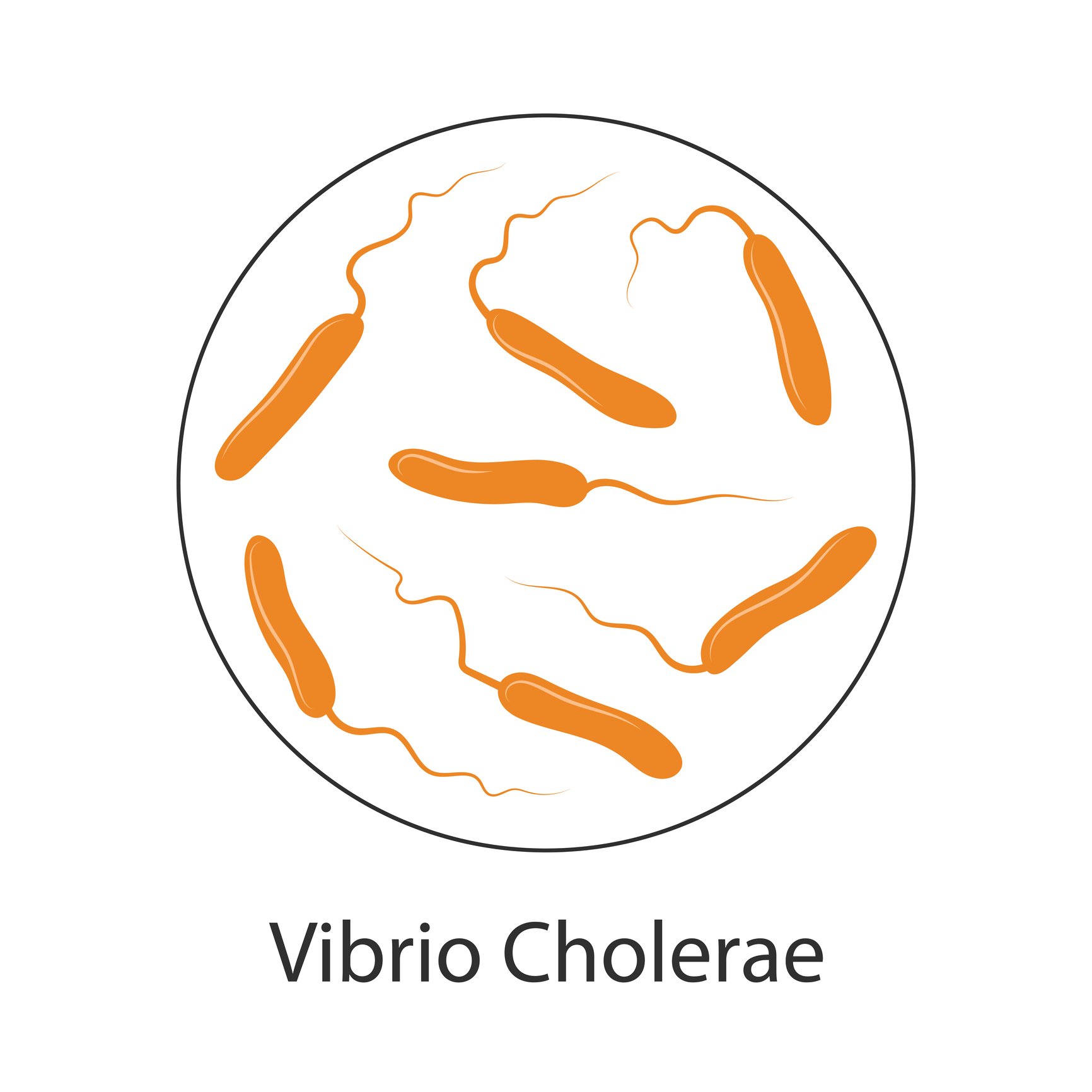 Kolerabakteeri Vibrio cholerae