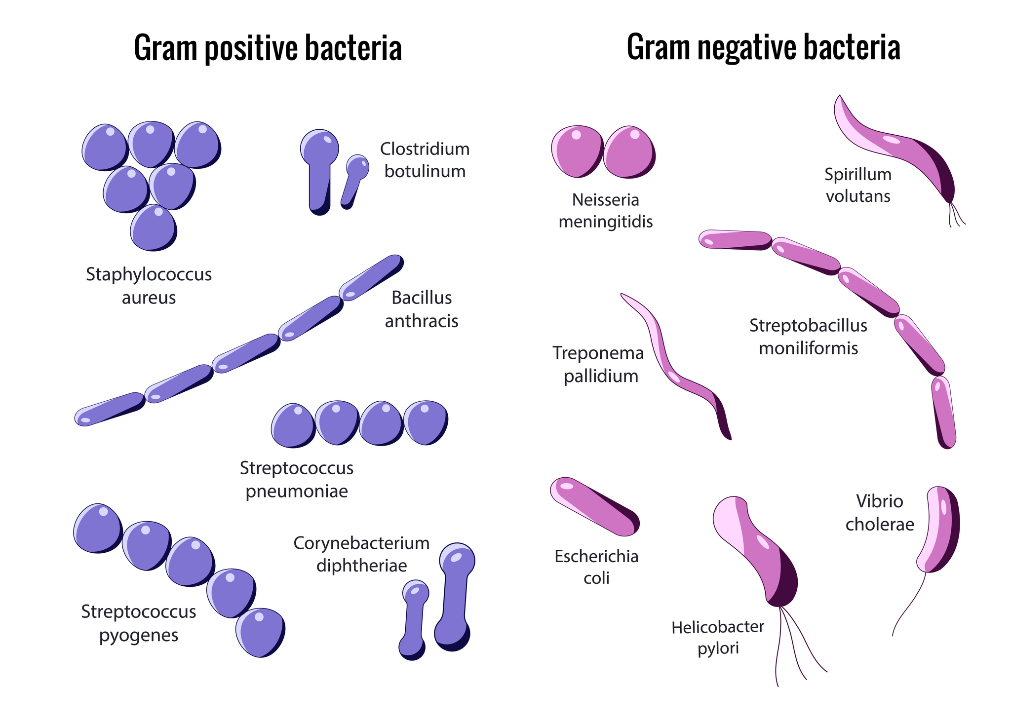 Grampositiivisten ja gramnegatiivisten bakteerien jako.