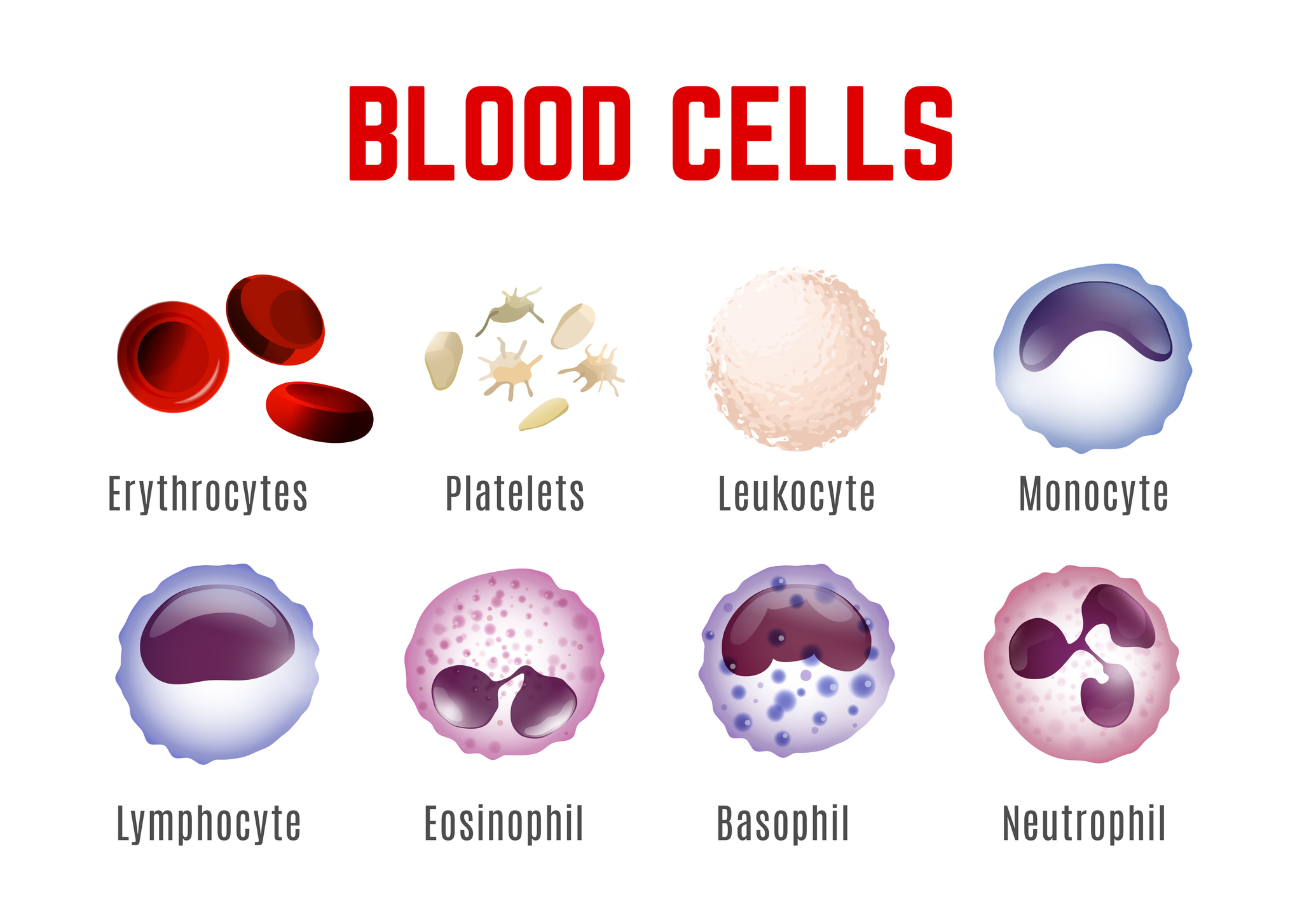 Verisolujen - erytrosyyttien, verihiutaleiden, leukosyyttien, monosyyttien, lymfosyyttien, eosinofiilien, basofiilien ja neutrofiilien - näkyminen.