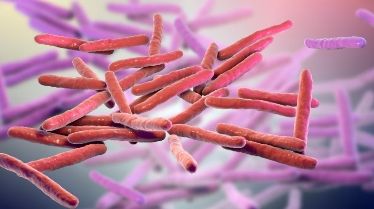 Mycobacterium leprae -mikrokosmoksen (leprabakteeri) 3D-visualisointi.