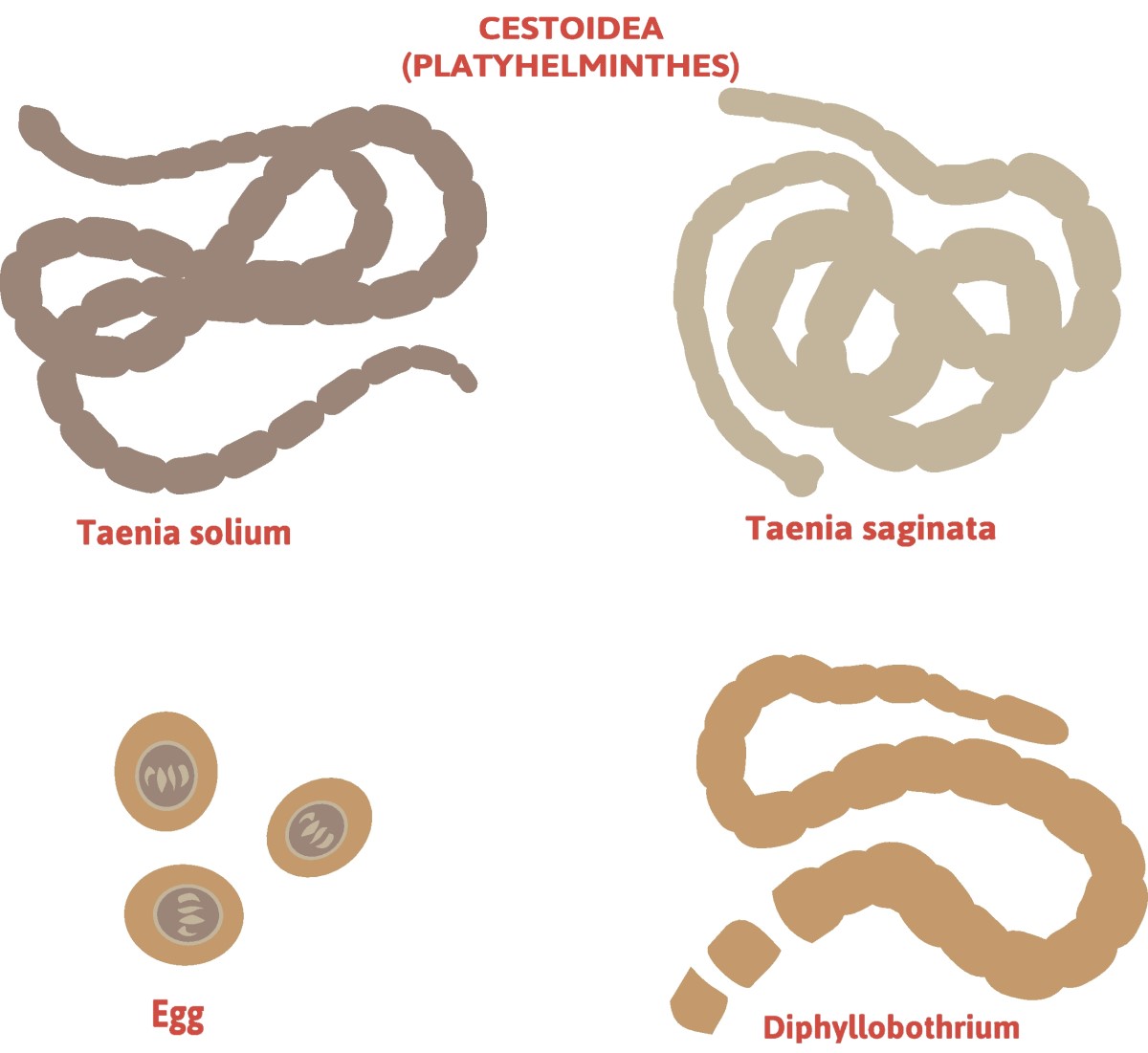 Taenia - heisimatoihin kuuluva jako - Taenia solium (pitkäjalkainen heisimato) + Taenia saginata (puolustuskyvytön heisimato).