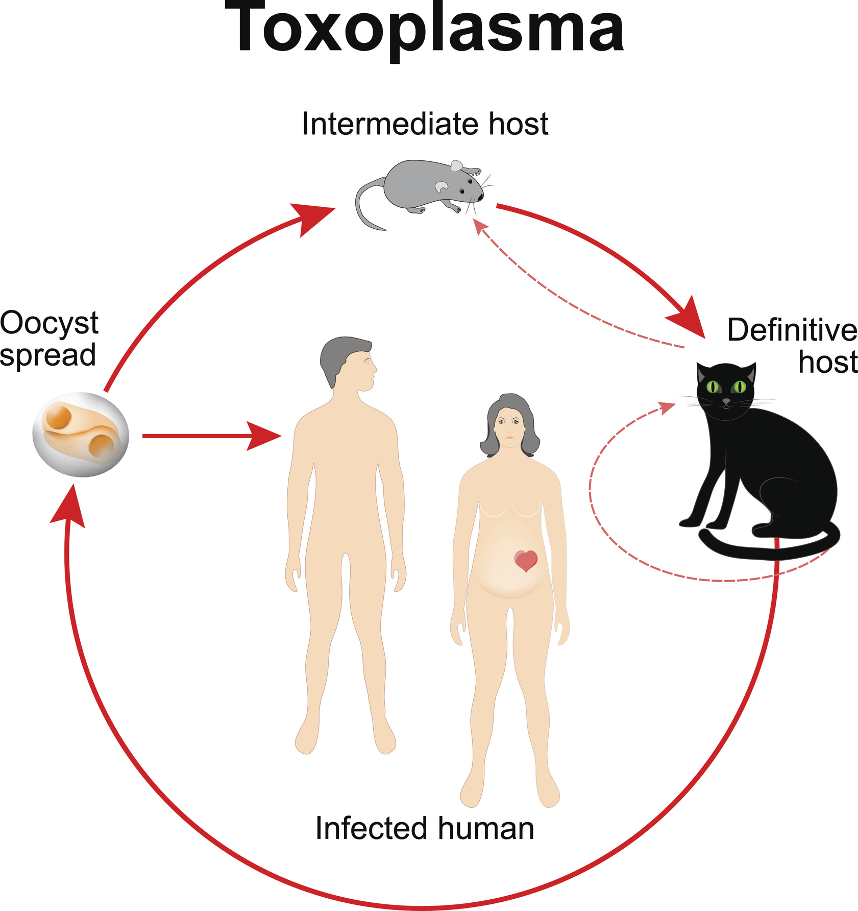 Toxoplasma gondii -bakteerin elinkaari