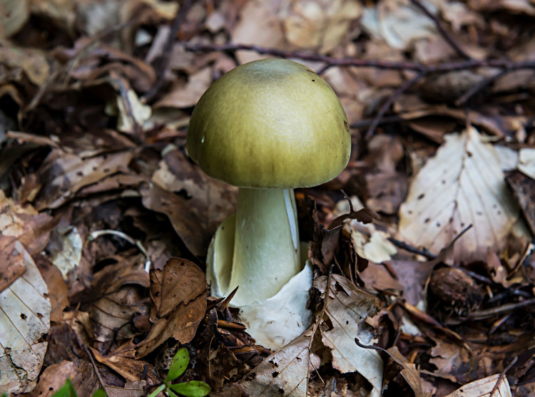 vihreä rupikonna metsässä maaperässä, jossa on ruskeat lehdet