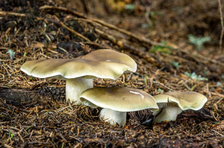 Saippua varpunen metsässä kuivissa männyn neulasissa