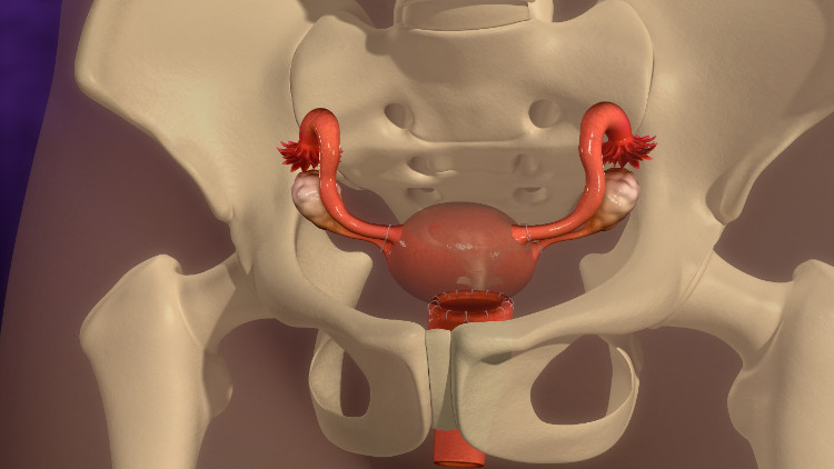 kohtu, joka sijaitsee anatomisesti pienen lantion luisessa luurangossa.