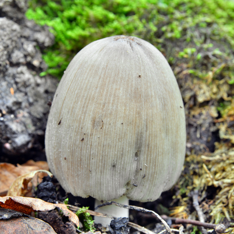 mustekuoriainen metsässä sammaloituneen kiven vieressä