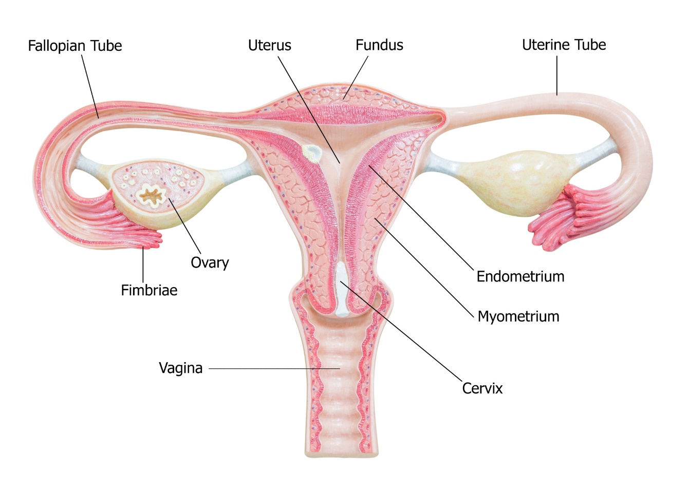 Naisen sukupuolielinten anatomia