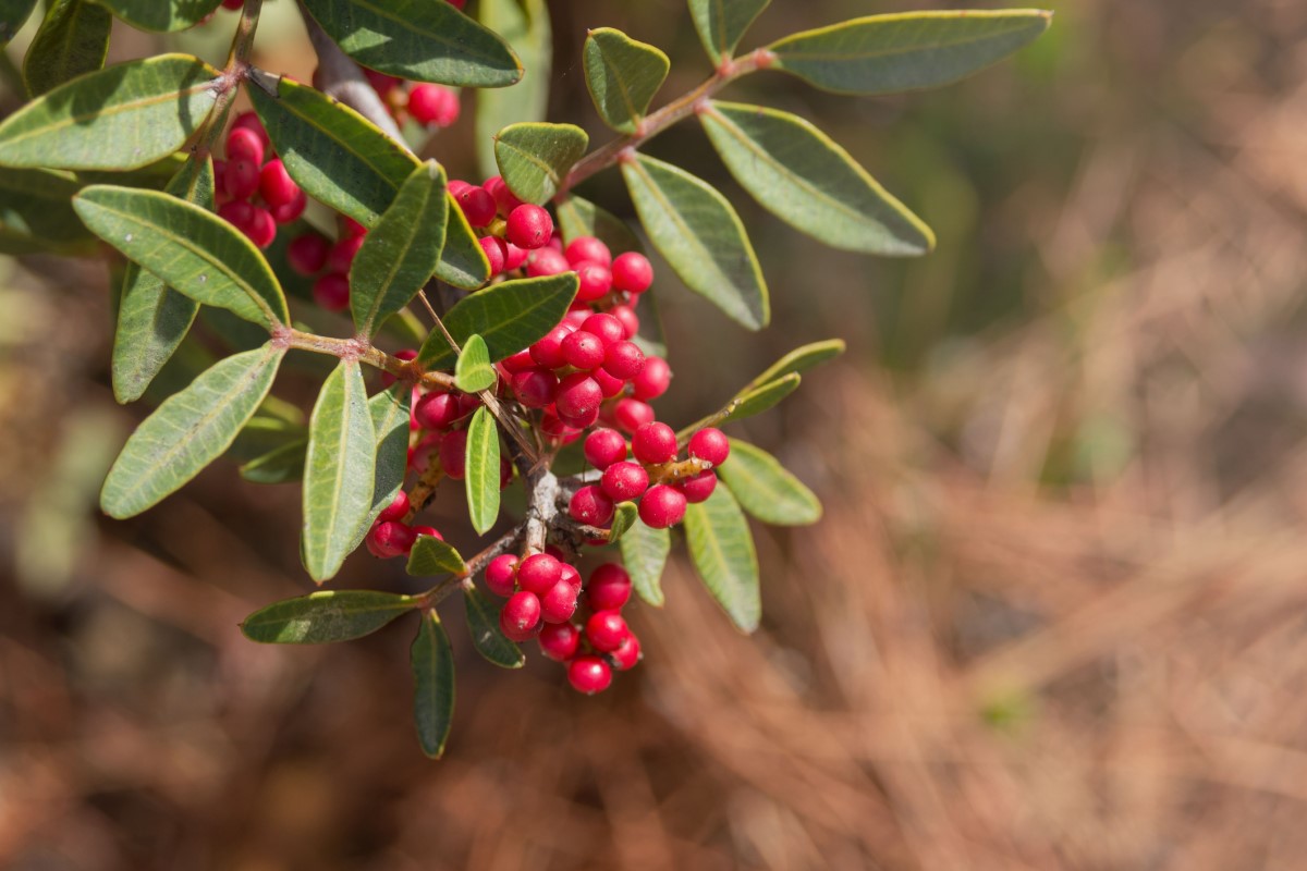 Pistacia mastix (P. lentiscus) on laajalle levinnyt puu tai pensas erityisesti Välimeren rannikkoalueilla.