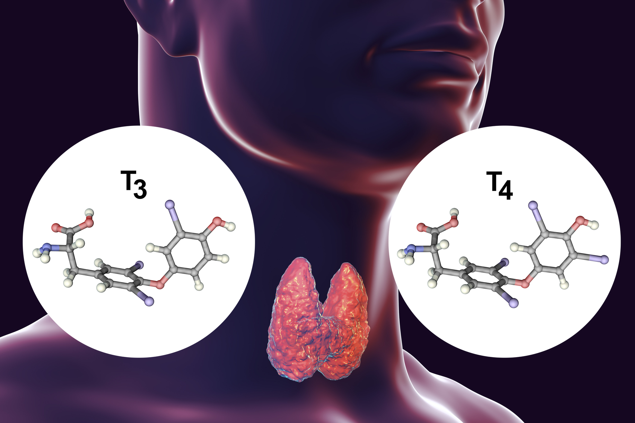 Kilpirauhanen tuottaa kilpirauhashormoneja - tyroksiinia (T4) ja trijodityroniinia (T3).