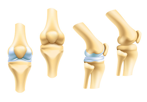 polvinivelen anatomia edestä ja sivulta katsottuna