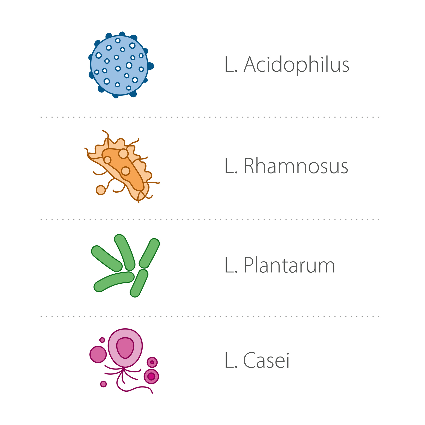 Lactobacilli - lajit