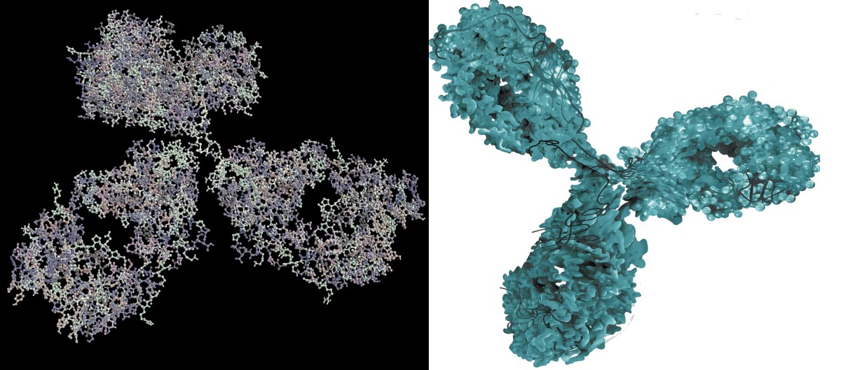 Monoklonaalisen vasta-aineen - biologisen lääkkeen - molekyylikuvantaminen