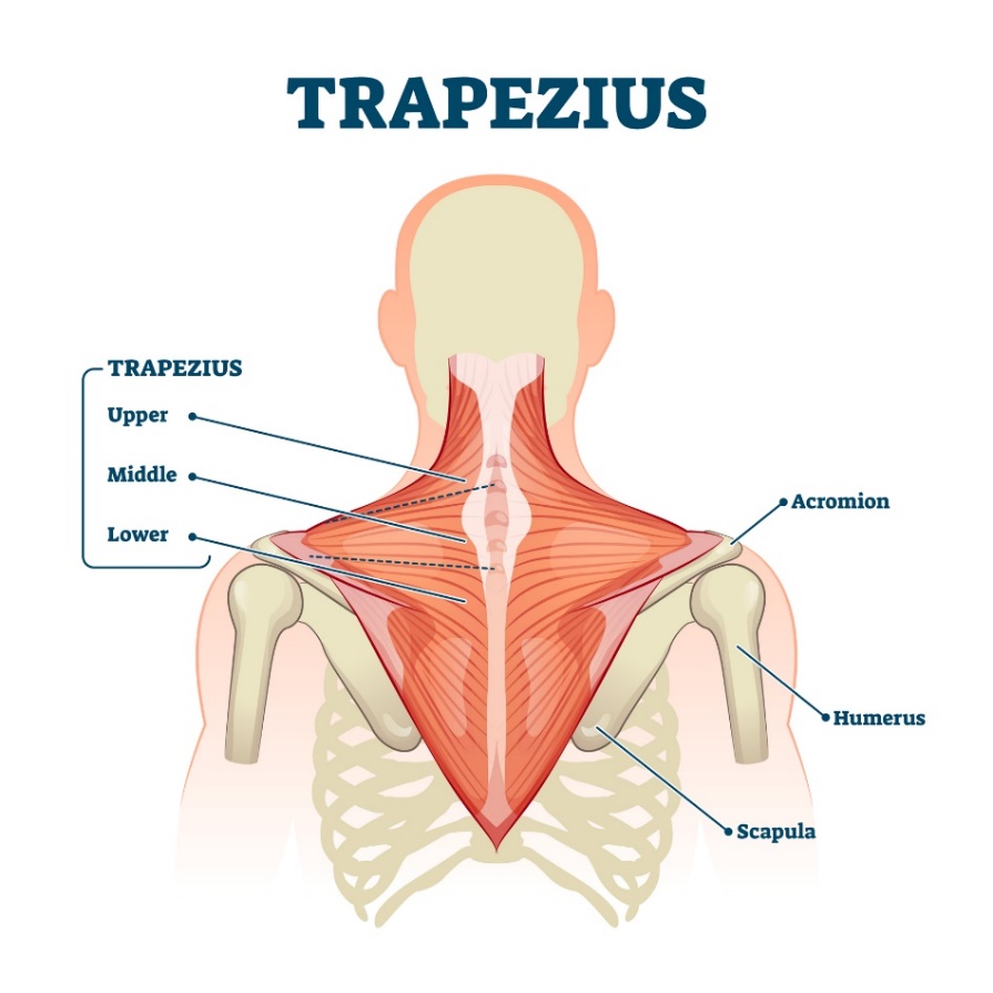 Trapeziuslihas (musculus trapezius) - lihaksen ylempi, keskimmäinen ja alempi kuitu. Acromion (lapaluun uloke olkanivelen yläpuolella, Humerus - olkaluu, Scapula - lapaluu).