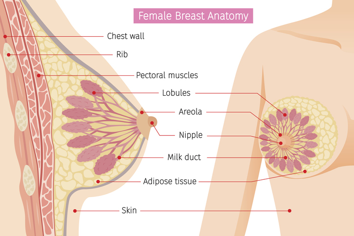 Naisten rintojen anatomia