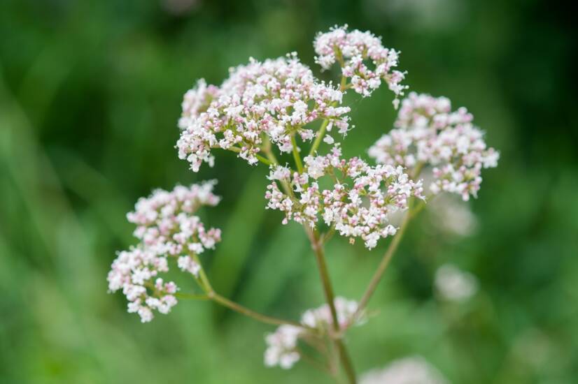 Mikä on valerian: Mitä vaikutuksia sillä on ihmiskehoon?