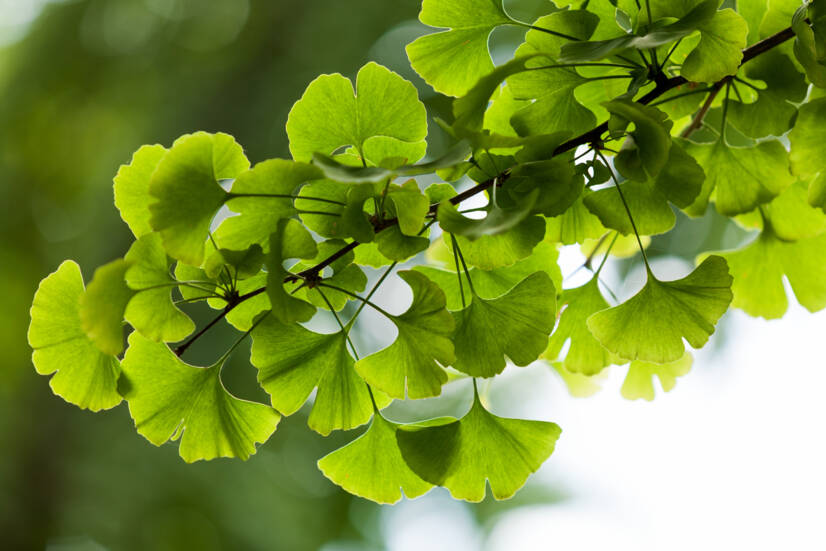 Ginkgo biloba: Mitkä ovat sen toivotut ja ei-toivotut vaikutukset? Edistääkö se muistia?