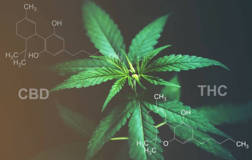 CBD vs. THC: Tiedätkö vaikutusten ja käyttötarkoitusten eron?