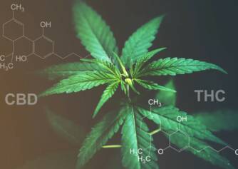 CBD vs. THC: Tiedätkö vaikutusten ja käyttötarkoitusten eron?